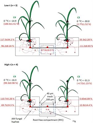 Little Cross-Feeding of the Mycorrhizal Networks Shared Between C3-Panicum bisulcatum and C4-Panicum maximum Under Different Temperature Regimes